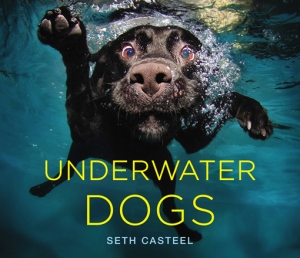 dog swimming Austin